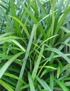Carex morrowii - Laîche du Japon - feuillage