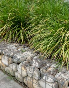 Carex morrowii - Laîche du Japon - vue d'ensemble