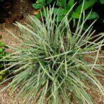 Carex morrowii Variegata - Laîche du Japon - vue d'ensemble