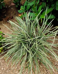 Carex morrowii Variegata - Laîche du Japon - vue d'ensemble