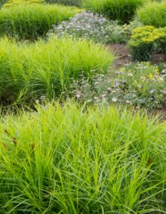 Carex muskingumensis - Laîche d'Amérique - vue d'ensemble