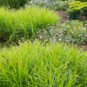 Carex muskingumensis - Laîche d'Amérique - vue d'ensemble