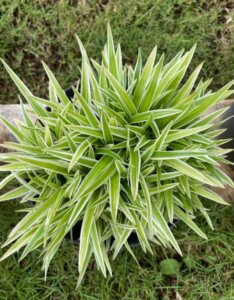 Carex siderosticha - Laîche à feuilles larges - vue d'ensemble