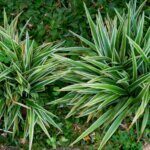 Carex siderosticha - Laîche à feuilles larges - vue d'ensemble