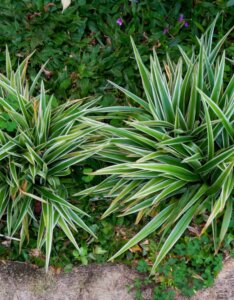Carex siderosticha - Laîche à feuilles larges - vue d'ensemble