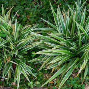 Carex siderosticha - Laîche à feuilles larges - vue d'ensemble