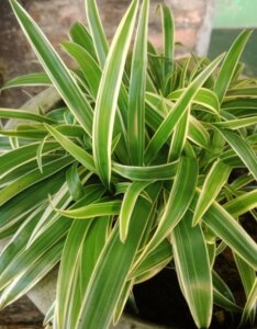 Carex siderosticha - Laîche à feuilles larges - feuillage