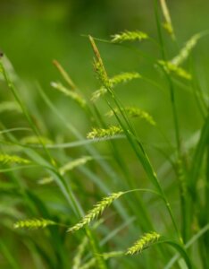 Carex sylvatica - Laîche des bois - inflorescences