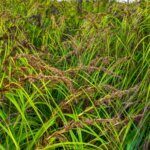 Carex sylvatica - Laîche des bois - vue d'ensemble