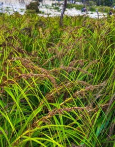 Carex sylvatica - Laîche des bois - vue d'ensemble