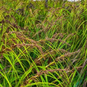 Carex sylvatica - Laîche des bois - vue d'ensemble