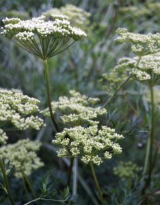 Cenolophium denudatum - Persil de la Baltique - inflorescences