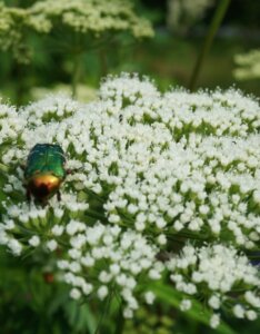 Cenolophium denudatum - Persil de la Baltique - inflorescence