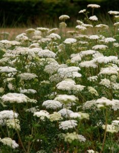 Cenolophium denudatum - Persil de la Baltique - vue d'ensemble