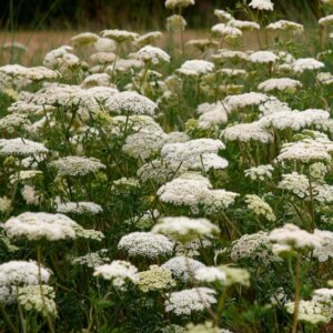 Cenolophium denudatum - Persil de la Baltique - vue d'ensemble