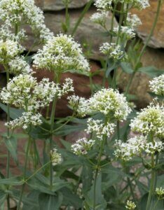 Centranthus ruber Albus - Valériane blanche - inflorescences
