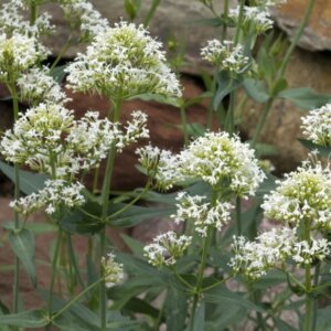 Centranthus ruber Albus - Valériane blanche - inflorescences