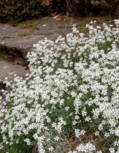 Cerastium tomentosum - Corbeille d'argent - vue d'ensemble