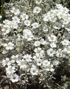 Cerastium tomentosum - Corbeille d'argent - fleurs