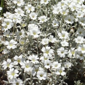 Cerastium tomentosum - Corbeille d'argent - fleurs