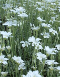 Cerastium tomentosum - Corbeille d'argent - fleurs