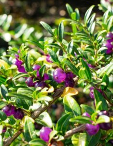 Lonicera pileata - Chèvrefeuille à cupule - Fruits