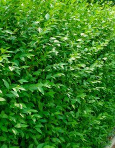 Ligustrum vulgare - Troène commun - Feuillage