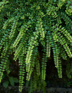 Lonicera nitida Ernest Wilson - Chèvrefeuille à feuilles de buis - feuillage