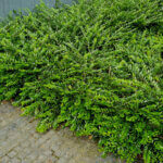 Lonicera nitida Ernest Wilson - Chèvrefeuille à feuilles de buis - vue d'ensemble