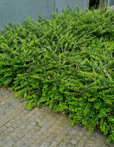 Lonicera nitida Ernest Wilson - Chèvrefeuille à feuilles de buis - vue d'ensemble