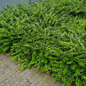 Lonicera nitida Ernest Wilson - Chèvrefeuille à feuilles de buis - vue d'ensemble