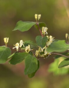 Lonicera xylosteum - Chèvrefeuille des haies - Fleurs