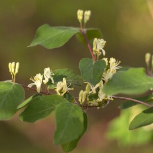 Lonicera xylosteum - Chèvrefeuille des haies - Fleurs