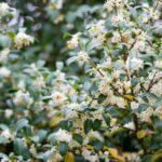 Osmanthus burkwoodii - Osmanthe de Burkwood - Fleurs