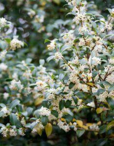 Osmanthus burkwoodii - Osmanthe de Burkwood - Fleurs