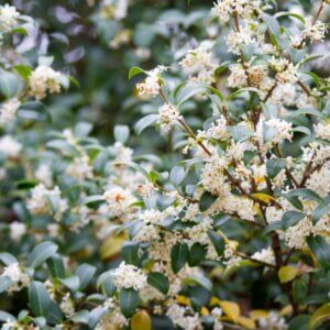Osmanthus burkwoodii - Osmanthe de Burkwood - Fleurs