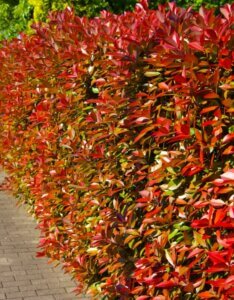 Photinia Red Robin - Photinia à feuilles rouges - Haie de Photinia Red Robin