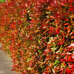 Photinia Red Robin - Photinia à feuilles rouges - Haie de Photinia Red Robin
