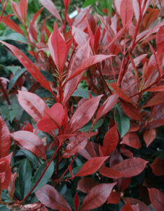 Photinia fraseri Carré Rouge - Photinia de Fraser - feuillage