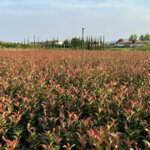 Photinia fraseri Carré Rouge - Photinia de Fraser - vue d'ensemble