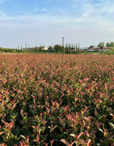 Photinia fraseri Carré Rouge - Photinia de Fraser - vue d'ensemble