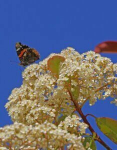 Photinia fraseri Carré Rouge - Photinia de Fraser - Fleurs