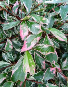 Photinia fraseri Pink Marble Cassini - Photinia panaché - Feuillage