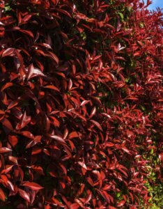 Photinia fraseri Red Robin - Photinia à feuilles rouges - Haie