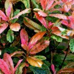 Photinia serratifolia Pink Crispy - Photinia panaché compact - Feuilla