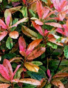 Photinia serratifolia Pink Crispy - Photinia panaché compact - Feuilla