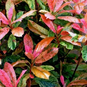 Photinia serratifolia Pink Crispy - Photinia panaché compact - Feuilla