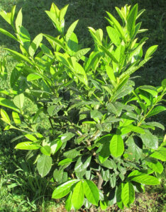 Prunus laurocerasus Caucasica - Laurier cerise - Laurier Palme