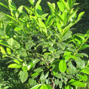 Prunus laurocerasus Caucasica - Laurier cerise - Laurier Palme