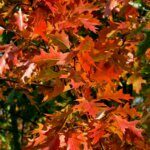 Quercus rubra - Chêne rouge d'Amérique - Feuillage d'automne